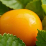 Kaki: Jak jeść, przechowywać i rozpoznać dojrzałość